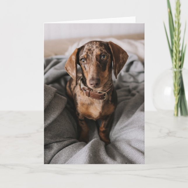 Cutest Baby djur | Chokladäpple Dachshund Kort (Framsida)