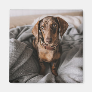 Cutest Baby djur Chokladäpple Dachshund Magnet