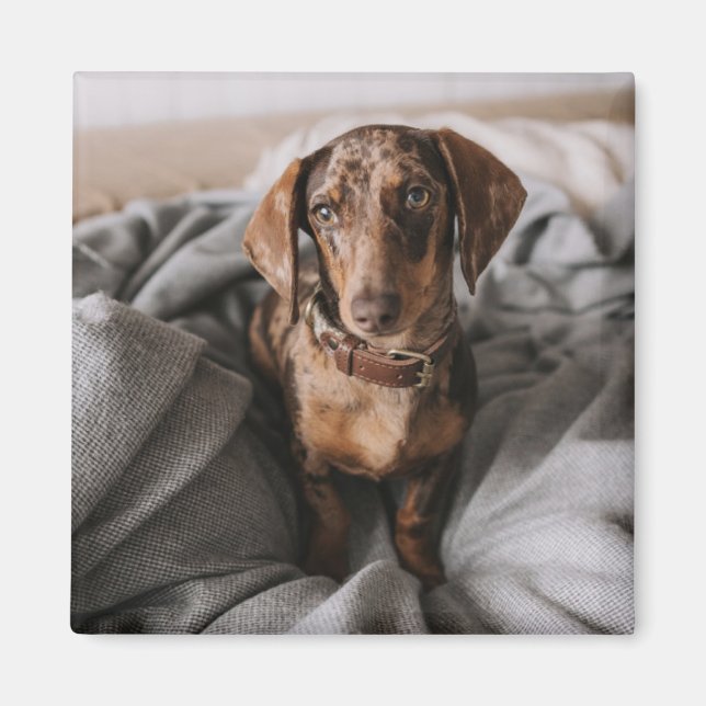 Cutest Baby djur | Chokladäpple Dachshund Magnet (Framsidan)