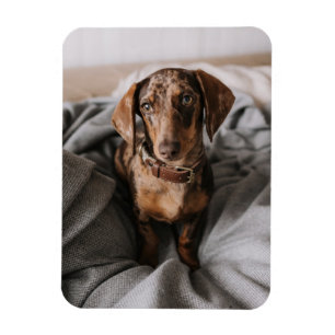 Cutest Baby djur Chokladäpple Dachshund Magnet