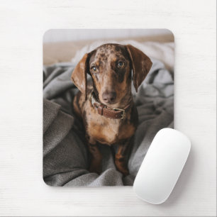 Cutest Baby djur Chokladäpple Dachshund Musmatta