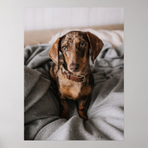 Cutest Baby djur Chokladäpple Dachshund Poster