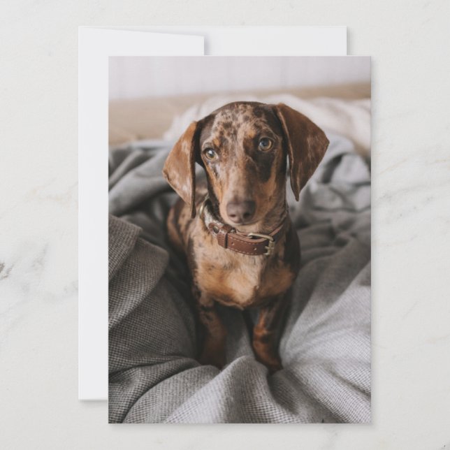 Cutest Baby djur | Chokladäpple Dachshund Tack Kort (Framsida)
