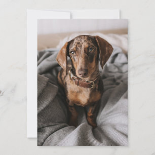 Cutest Baby djur Chokladäpple Dachshund Tack Kort