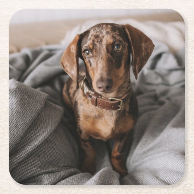 Cutest Baby djur | Chokladäpple Dachshund Underlägg Papper Kvadrat (Framsidan)