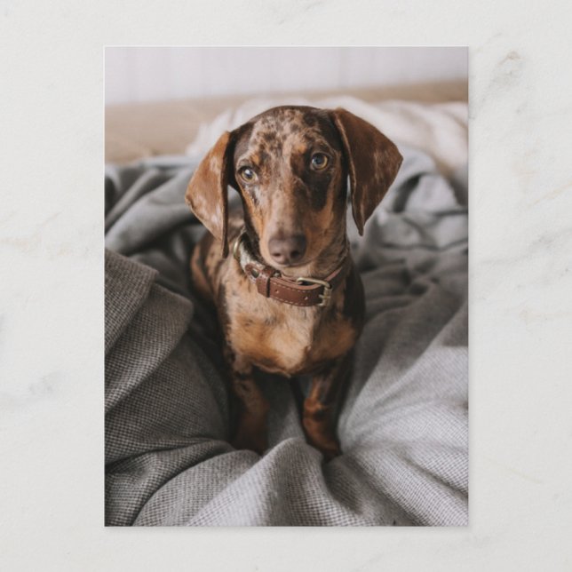 Cutest Baby djur | Chokladäpple Dachshund Vykort (Framsida)