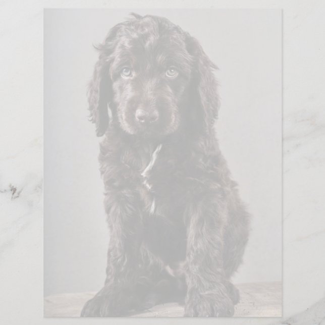 Cutest Baby djur | Cockapoo Puppy (Framsida)