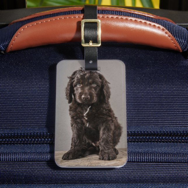 Cutest Baby djur | Cockapoo Puppy Bagagebricka (Framsida Insitu 2)