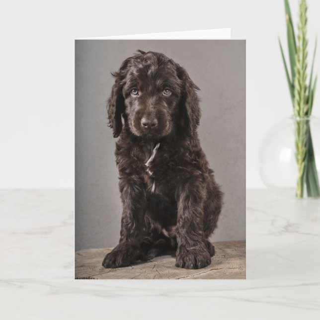Cutest Baby djur | Cockapoo Puppy Kort (Framsida)