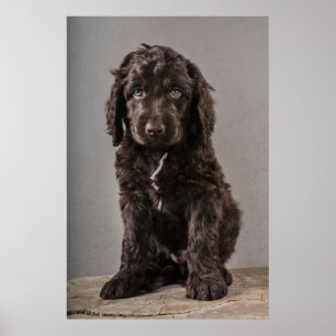 Cutest Baby djur   Cockapoo Puppy Poster