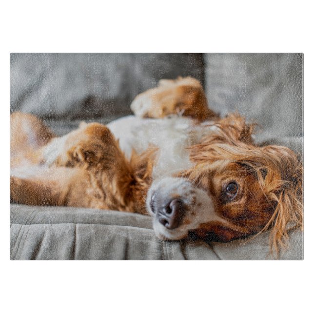 Cutest Baby djur | Cocker Spain (Framsidan)