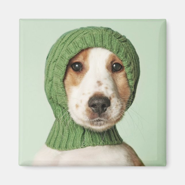 Cutest Baby djur | Cocker Spain Puppy Magnet (Framsidan)