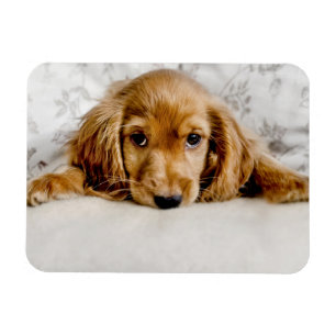 Cutest Baby djur Cocker Spain Puppy Magnet