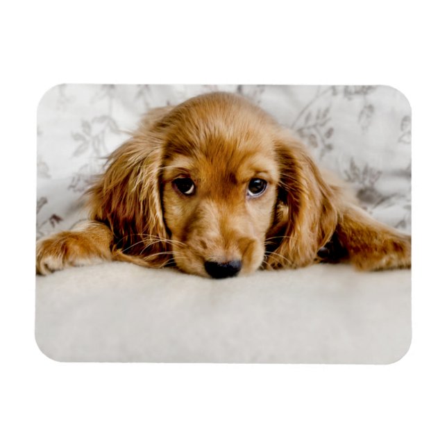 Cutest Baby djur | Cocker Spain Puppy Magnet (Horisontell)