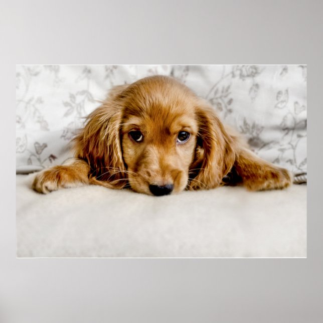 Cutest Baby djur | Cocker Spain Puppy Poster (Framsidan)