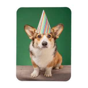 Cutest Baby djur Corgi Birthday Puppy Magnet