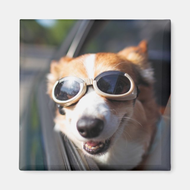 Cutest Baby djur | Corgi Goggles i bilen Magnet (Framsidan)