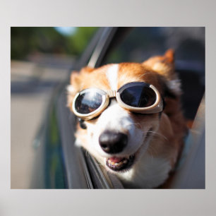 Cutest Baby djur Corgi Goggles i bilen Poster