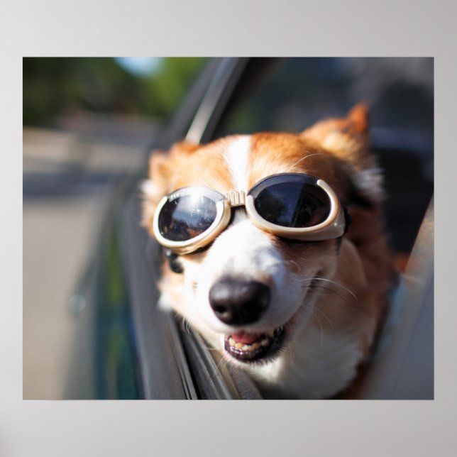 Cutest Baby djur | Corgi Goggles i bilen Poster (Framsidan)