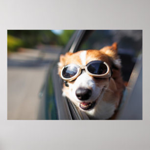 Cutest Baby djur   Corgi Goggles i bilen Poster