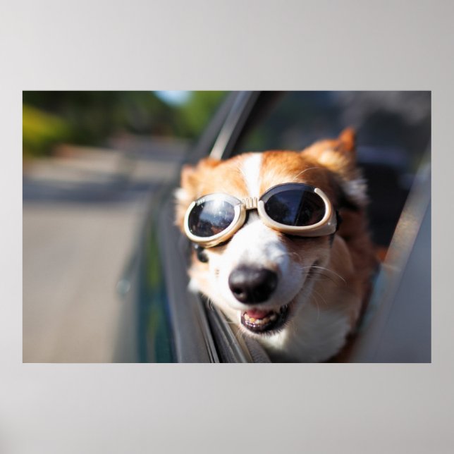 Cutest Baby djur | Corgi Goggles i bilen Poster (Framsidan)