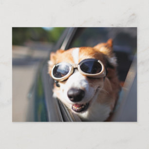 Cutest Baby djur   Corgi Goggles i bilen Vykort