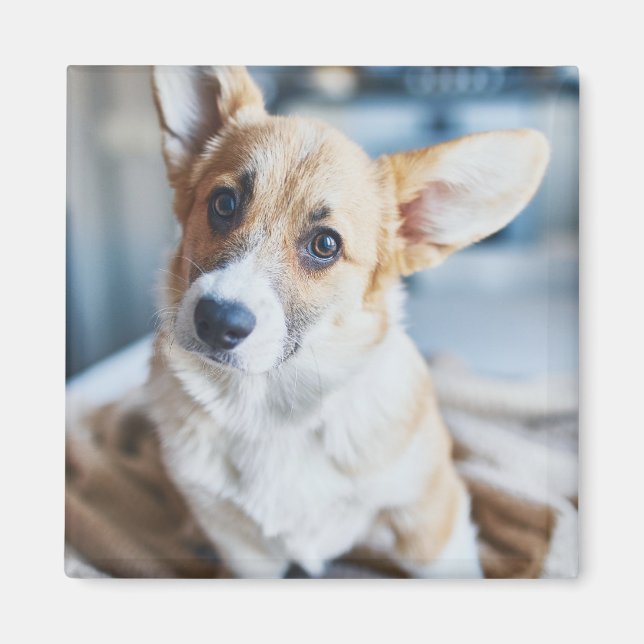 Cutest Baby djur | Corgi Head Tilt Magnet (Framsidan)