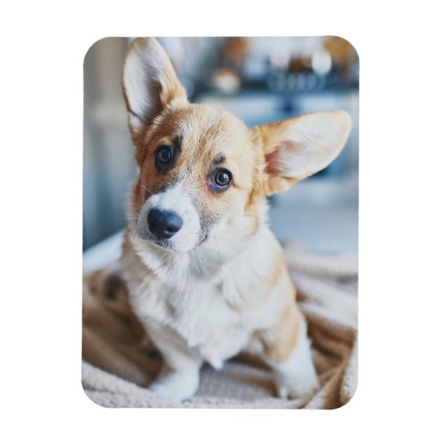 Cutest Baby djur | Corgi Head Tilt Magnet (Vertikal)