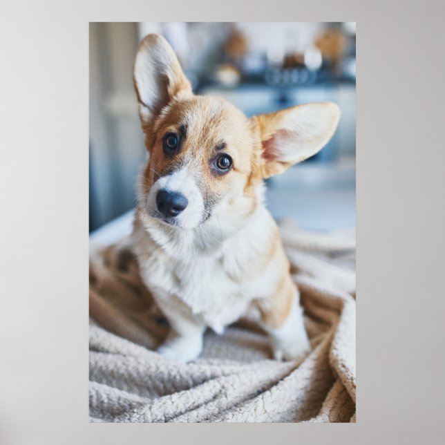 Cutest Baby djur | Corgi Head Tilt Poster (Framsidan)