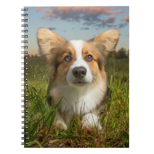 Cutest Baby djur | Corgi in Cloudy Yard Anteckningsbok (Framsidan)