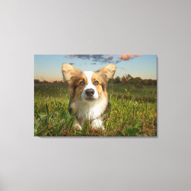 Cutest Baby djur | Corgi in Cloudy Yard Canvastryck (Framsida)