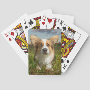 Cutest Baby djur   Corgi in Cloudy Yard Casinokort