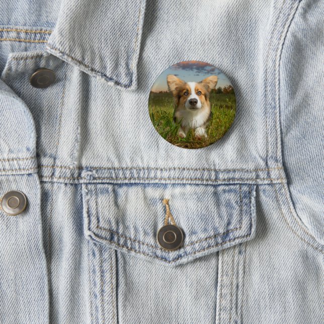 Cutest Baby djur | Corgi in Cloudy Yard Knapp (In Situ)