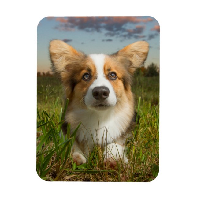 Cutest Baby djur | Corgi in Cloudy Yard Magnet (Vertikal)