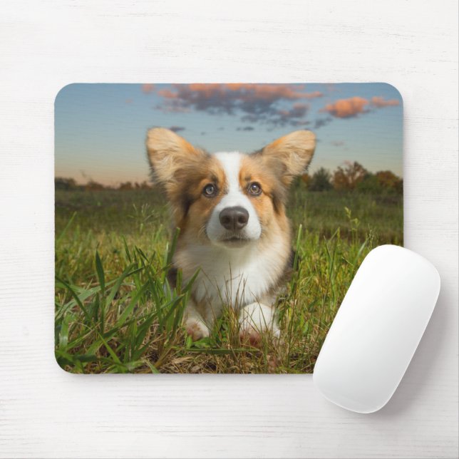 Cutest Baby djur | Corgi in Cloudy Yard Musmatta (Med mus)