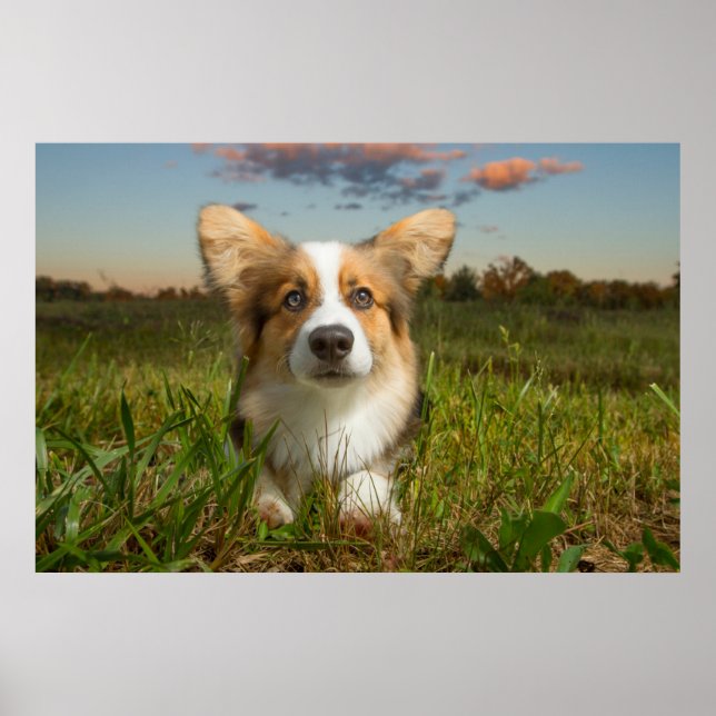 Cutest Baby djur | Corgi in Cloudy Yard Poster (Framsidan)