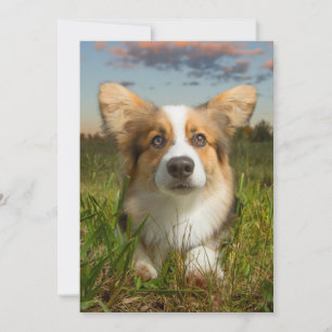 Cutest Baby djur Corgi in Cloudy Yard Tack Kort