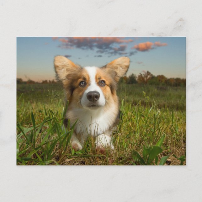 Cutest Baby djur | Corgi in Cloudy Yard Vykort (Framsida)