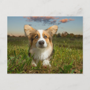 Cutest Baby djur   Corgi in Cloudy Yard Vykort