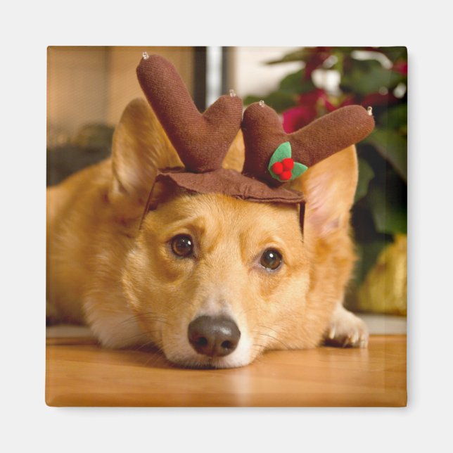 Cutest Baby djur | Corgi julrenar Magnet (Framsidan)