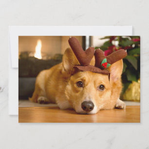 Cutest Baby djur Corgi julrenar Tack Kort