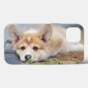 Cutest Baby djur   Corgi Lutning på Yard