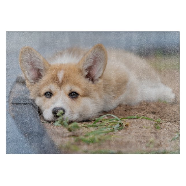 Cutest Baby djur | Corgi Lutning på Yard (Framsidan)
