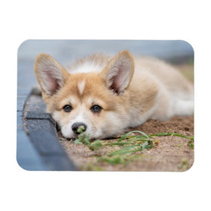 Cutest Baby djur Corgi Lutning på Yard Magnet