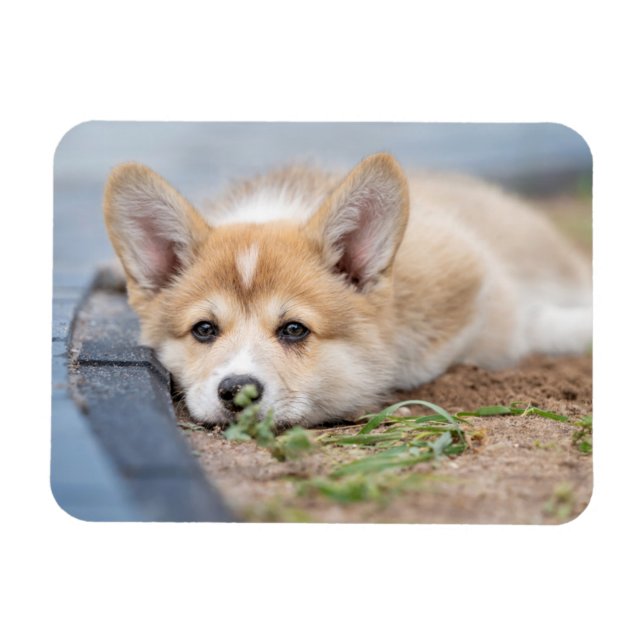 Cutest Baby djur | Corgi Lutning på Yard Magnet (Horisontell)