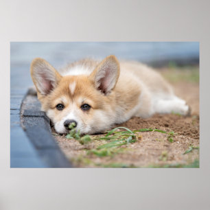 Cutest Baby djur Corgi Lutning på Yard Poster