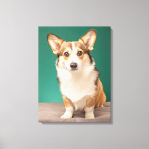 Cutest Baby djur Corgi på Teal Canvastryck
