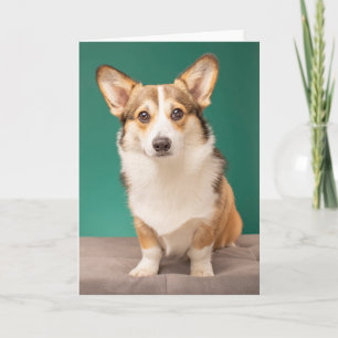 Cutest Baby djur Corgi på Teal Kort