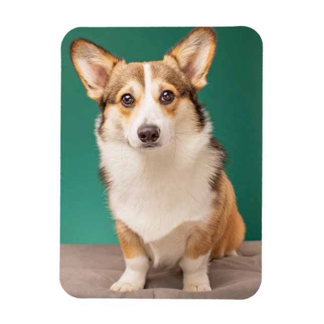 Cutest Baby djur | Corgi på Teal Magnet (Vertikal)