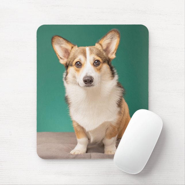 Cutest Baby djur | Corgi på Teal Musmatta (Med mus)